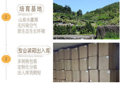 金針菇干貨 無(wú)硫食用菌農(nóng)產(chǎn)品在酒店與工業(yè)領(lǐng)域的批發(fā)應(yīng)用