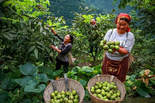 金口河區 推行食用農產品“帶證上市”，守護百姓“舌尖上的安全”