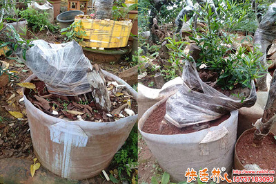 下山樁快速發根養護指南 園林綠化專家獨家方法