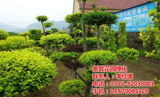星子縣綠化與南昌園林施工方案 景致花園綠地建設(shè)及售后服務(wù)體系全解析